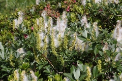 Salix hastata