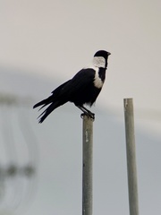 Corvus pectoralis