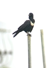 Corvus pectoralis
