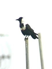 Corvus pectoralis