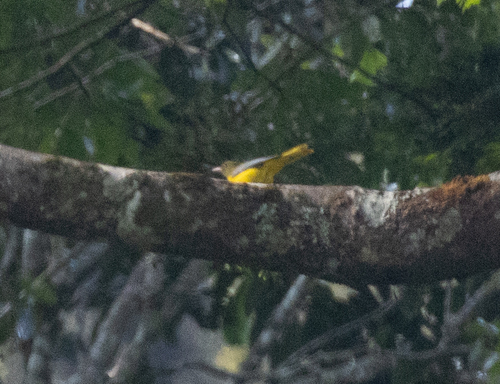 Green-headed Oriole (Oriolus chlorocephalus)