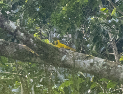 Green-headed Oriole (Oriolus chlorocephalus), photo 2