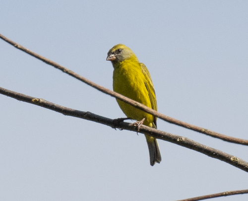 Southern Citril (Crithagra hyposticta), photo 9