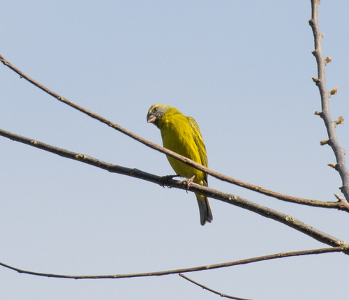 Southern Citril (Crithagra hyposticta), photo 4