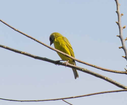 Southern Citril (Crithagra hyposticta), photo 7