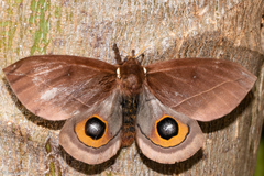 Automeris naranja