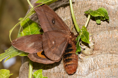 Automeris naranja
