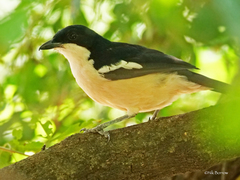 Laniarius aethiopicus