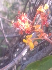 Byrsonima crassifolia