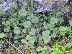 Ranunculus ollissiponensis