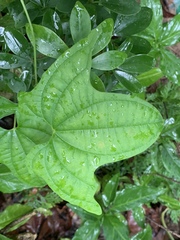 Dioscorea sansibarensis