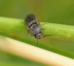 Agriotes