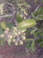 Byrsonima crassifolia