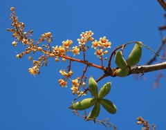 Sterculia villosa