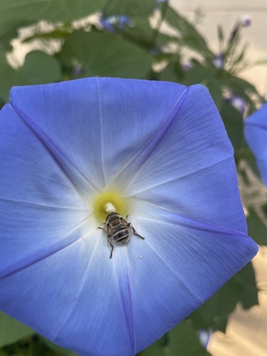 Unknown species found near Franklin St, Omaha, NE, US
