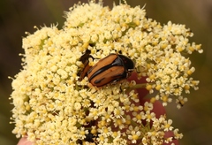 Trichostetha signata