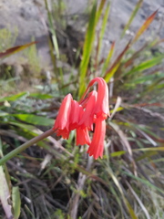 Cyrtanthus angustifolius