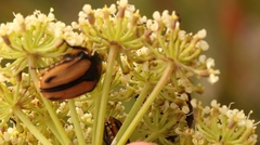 Trichostetha signata