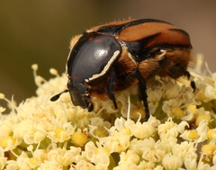 Trichostetha signata