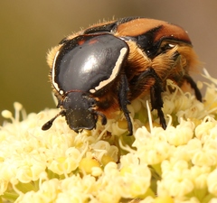 Trichostetha signata