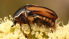Trichostetha signata