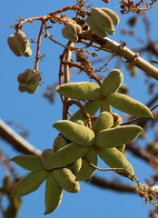 Sterculia villosa