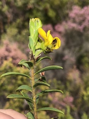 Liparia hirsuta