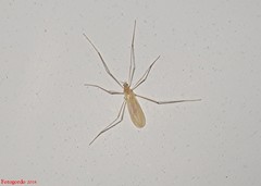 Erioptera