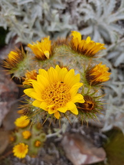Berkheya francisci