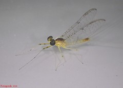 Stenacron interpunctatum heterotarsale