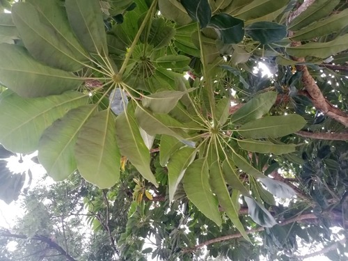 Heptapleurum actinophyllum