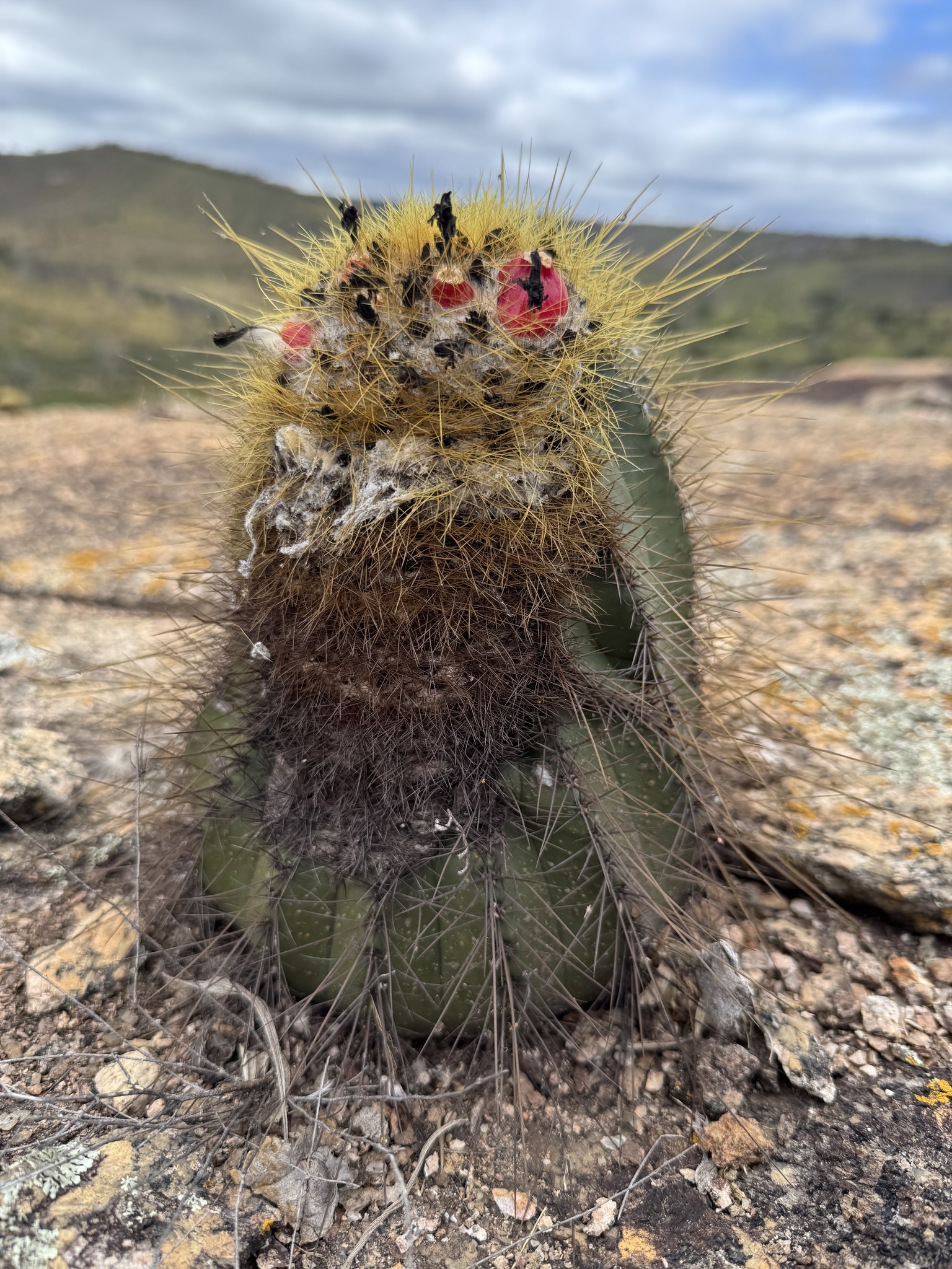 Coleocephalocereus aureus