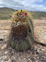 Coleocephalocereus aureus, photograph (c) Diogo Bezerra, some rights reserved (CC BY)