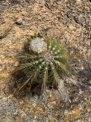 Coleocephalocereus aureus, photograph (c) Diogo Bezerra, some rights reserved (CC BY)