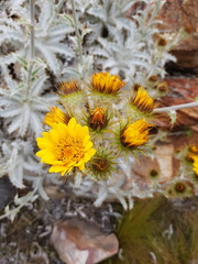 Berkheya francisci