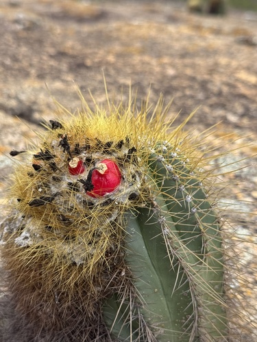 Coleocephalocereus aureus, photograph 3