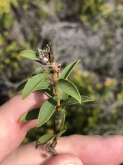 Liparia hirsuta
