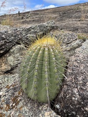 Coleocephalocereus aureus, photograph (c) Diogo Bezerra, some rights reserved (CC BY)