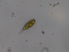 Alternaria