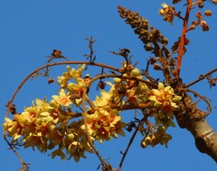 Sterculia villosa