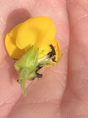Liparia hirsuta