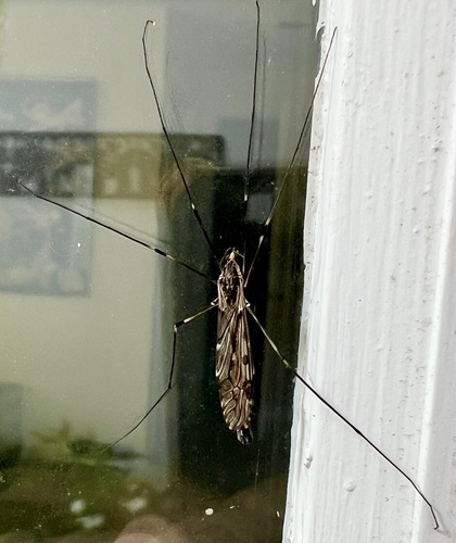 Unknown species found near Rolling Fork Dr, Nashville, TN, US