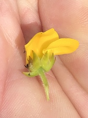 Liparia hirsuta