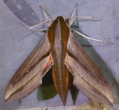 Hippotion boerhaviae