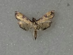 Ategumia ebulealis