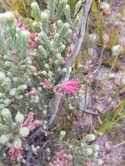 Erica strigilifolia