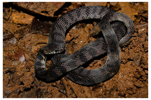 Spotted Coffee Snake