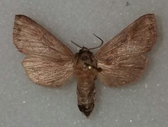 Bellura anoa