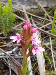 Disa vaginata