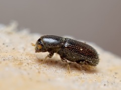 Crypturgus pusillus